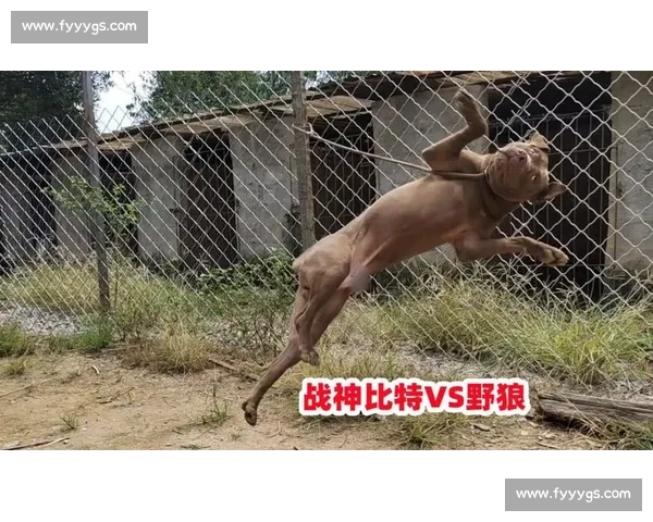 世界斗犬赛事精彩瞬间合集 展现顶级犬种力量与智慧的巅峰对决